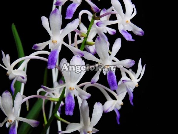 фото Неостилис (Neostylis Lou Sneary) Тайвань от магазина магазина орхидей Ангелок