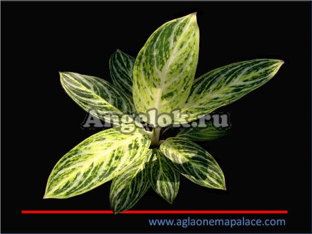 фото Аглаонема (Aglaonema White Kathamahamongkol) от магазина магазина орхидей Ангелок