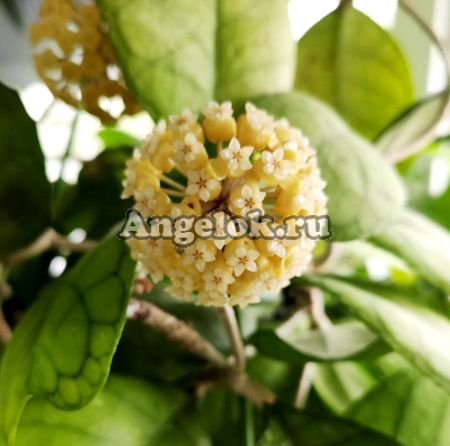 фото Хойя Дейка (Hoya Deykei) черенок от магазина магазина орхидей Ангелок