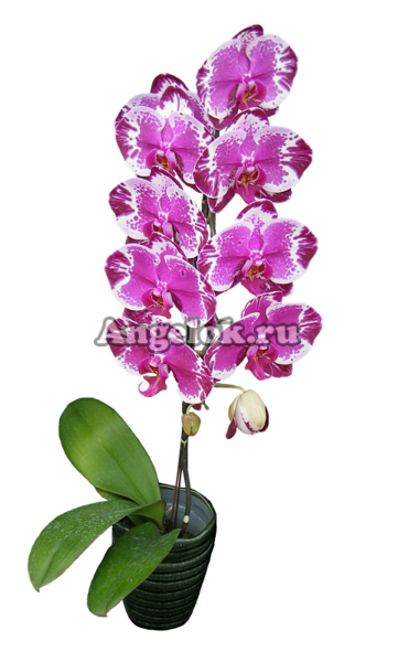 фото Фаленопсис Нью-Йорк (Phalaenopsis Younghome New York) Тайвань от магазина магазина орхидей Ангелок