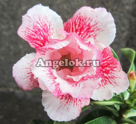 фото Адениум (Adenium obesum Chocolate) от магазина магазина орхидей Ангелок