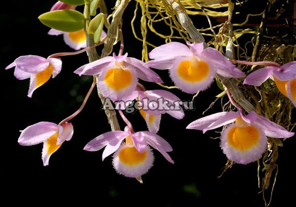 фото Дендробиум Лоддигеза пестролистный (Den. loddigesii variation of leaf) Тайвань от магазина магазина орхидей Ангелок