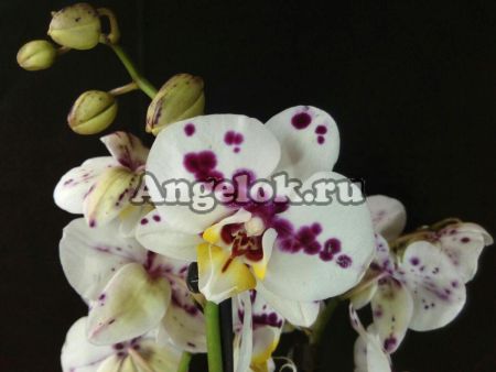 фото Фаленопсис Келлион (Phalaenopsis Kellion) от магазина магазина орхидей Ангелок