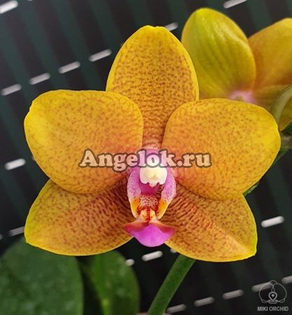 фото Фаленопсис детка (Phalaenopsis Lioulin Orange) Тайвань от магазина магазина орхидей Ангелок