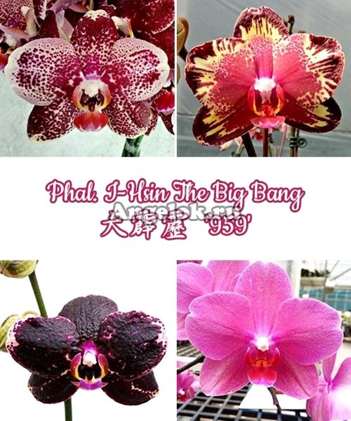 фото Фаленопсис Биг Бенг детка (Phalaenopsis I-Hsin The Big Bang) от магазина магазина орхидей Ангелок