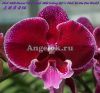 фото Фаленопсис Биг Лип (Phalaenopsis Miki Dancer '56' ) Тайвань от магазина магазина орхидей Ангелок