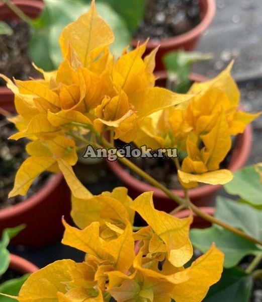фото Бугенвиллия (Bougainvillea Aussie Gold) черенок от магазина магазина орхидей Ангелок