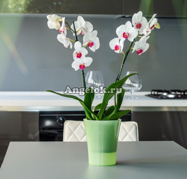 фото Горшок Арте Дея бледно-зеленый 1,25 л от магазина магазина орхидей Ангелок