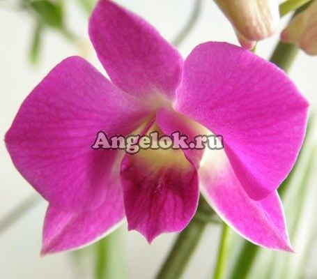 фото Дендробиум фаленопсис (Dendrobium Phalaenopsis ) d-08 от магазина магазина орхидей Ангелок