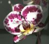 Фаленопсис (Phalaenopsis ) ph-42