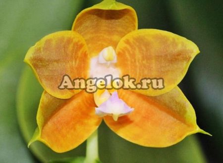 фото Фаленопсис (Phalaenopsis Ld's Bear King 'RH-3') Тайвань от магазина магазина орхидей Ангелок