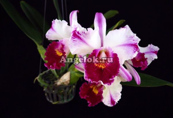 фото Каттлея (Rlc.Kuwale Gem) Тайвань от магазина магазина орхидей Ангелок