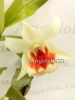 фото Дендробиум (Den. Frosty Dawn 'red lip') Тайвань от магазина магазина орхидей Ангелок