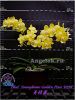 фото Фаленопсис (Phalaenopsis Younghome Golden Pixie '0198') Тайвань от магазина магазина орхидей Ангелок
