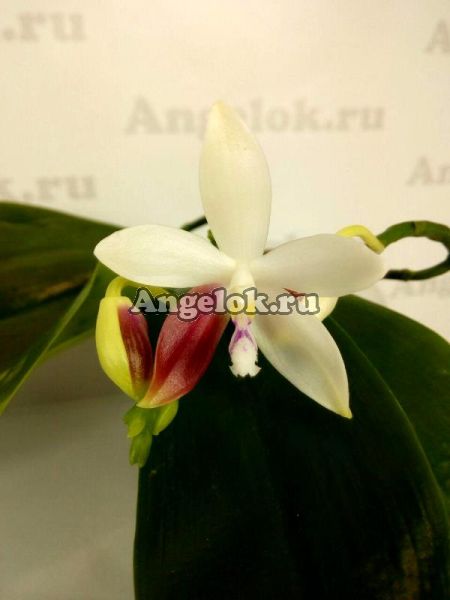 фото Фаленопсис Тетраспис (Phalaenopsis tetraspis 'C1') Тайвань от магазина магазина орхидей Ангелок