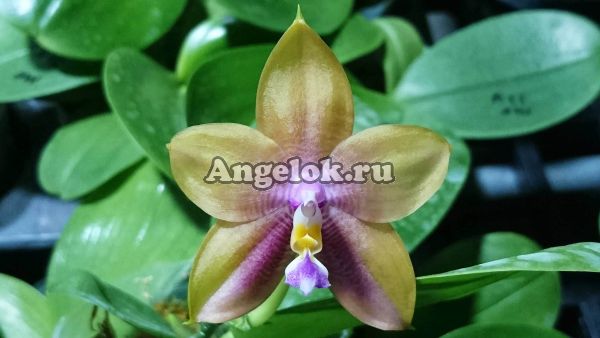 фото Фаленопсис (P. Mituo Prince "M-10") Тайвань от магазина магазина орхидей Ангелок