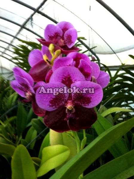 фото Ванда (Vanda Pimchai) Тайвань от магазина магазина орхидей Ангелок
