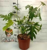 Филодендрон Ксанаду (Philodendron xanadu)