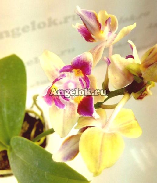фото Фаленопсис Сого Готрис пелорик (P. Sogo Gotris peloric) от магазина магазина орхидей Ангелок