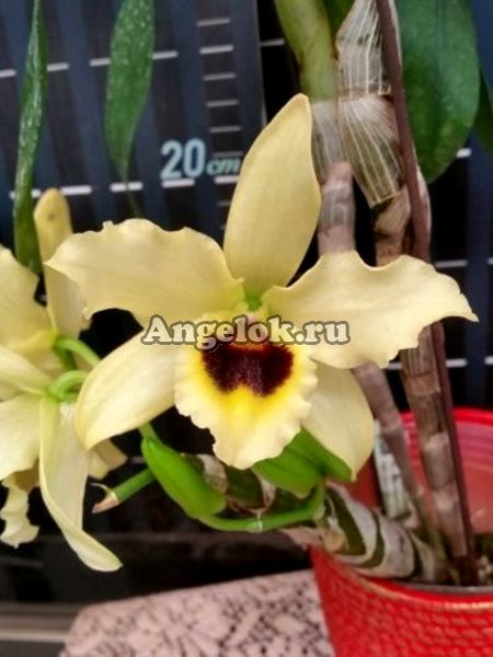 фото Дендробиум (Den. Golden Blossom 'Marginata') Тайвань от магазина магазина орхидей Ангелок
