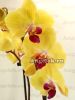 фото Фаленопсис (Phalaenopsis Golden Beauty) от магазина магазина орхидей Ангелок