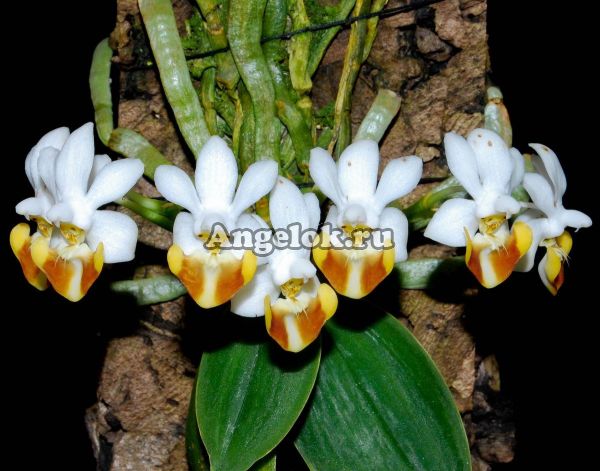 Фаленопсис Лобба (Phalaenopsis lobbii)
