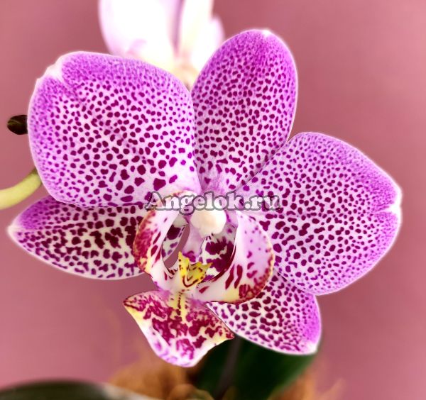 фото Фаленопсис (Phalaenopsis Shyang Fa Pink Pearl) от магазина магазина орхидей Ангелок