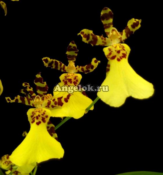 фото Онцидиум (Oncidium Gower Ramsey) от магазина магазина орхидей Ангелок