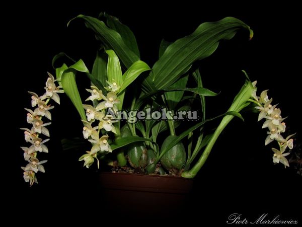 фото Фолидота (Pholidota chinensis) Тайвань от магазина магазина орхидей Ангелок
