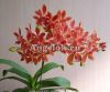 фото Фаленопсис (Phalaenopsis equestris x Renanthera. Storiei) от магазина магазина орхидей Ангелок