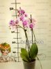 Фаленопсис (Phalaenopsis multiflora) ph-52