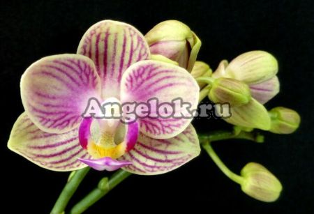 фото Фаленопсис (Phalaenopsis Brazil '54330') от магазина магазина орхидей Ангелок