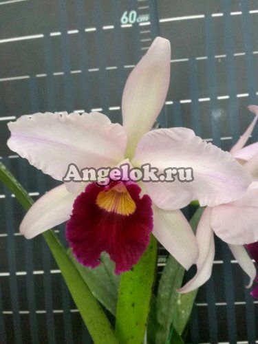 фото Каттлея (L.purpurata × C.gigas) Тайвань от магазина магазина орхидей Ангелок