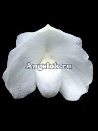 фото Пафиопедилум (Paph.ang-thong alba) Тайвань от магазина магазина орхидей Ангелок