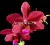 фото Фаленопсис Сокровище Будды (Phalaenopsis Buddha's Treasure) Тайвань от магазина магазина орхидей Ангелок