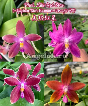 фото Фаленопсис (Phalaenopsis Miki Red Star) Тайвань от магазина магазина орхидей Ангелок