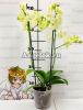 Фаленопсис бабочка (Phalaenopsis Golden Jaguar) пелорик