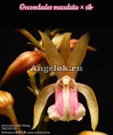 фото Оцеокладес (Oeceoclades maculata) Тайвань от магазина магазина орхидей Ангелок