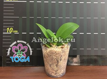 Фаленопсис Моцарт (Dtps. Chiada Alice × Фаленопсис Phalaenopsis bellina )