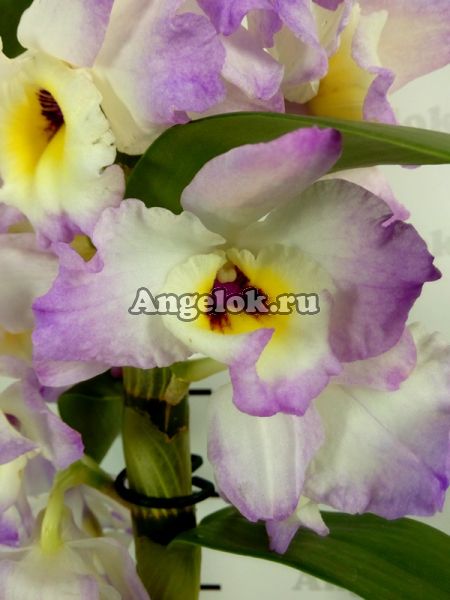 фото Дендробиум нобиле (D.nobile Irene Smail) от магазина магазина орхидей Ангелок