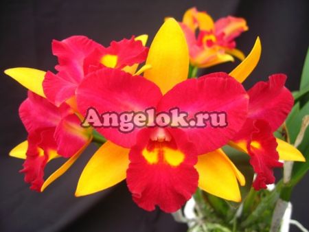 фото Каттлея (Pot.Chief Flora 'Spring') Тайвань от магазина магазина орхидей Ангелок