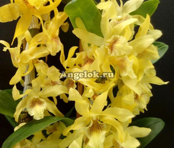 фото Дендробиум нобиле (Dendrobium Stardust Chyomi) от магазина магазина орхидей Ангелок