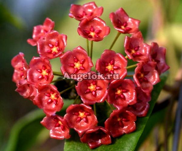 фото Хойя Госпожи Сиар (Hoya siariae red) черенок от магазина магазина орхидей Ангелок