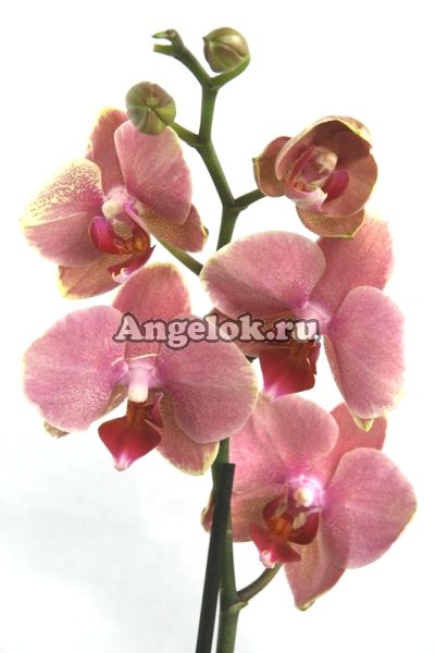 фото Фаленопсис (Phalaenopsis ) ph-87 от магазина магазина орхидей Ангелок