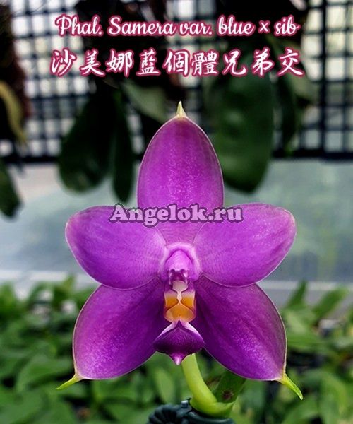 фото Фаленопсис Самера (Phalaenopsis Samera var. blue × sib) Тайвань от магазина магазина орхидей Ангелок