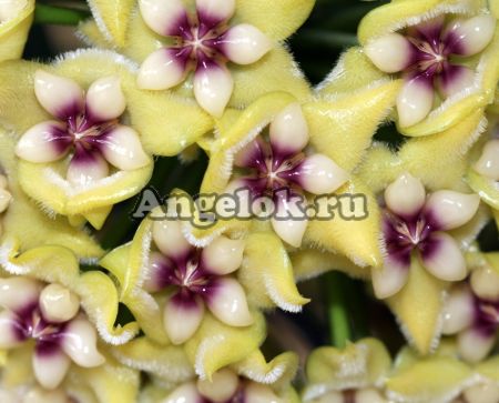 фото Хойя кориацея (Hoya coriacea) черенок от магазина магазина орхидей Ангелок