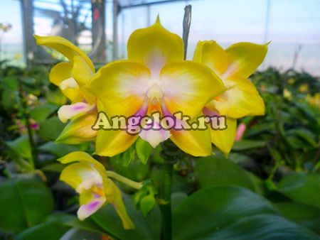 фото Фаленопсис (Phalaenopsis Zheng Min Muscadine) Тайвань от магазина магазина орхидей Ангелок