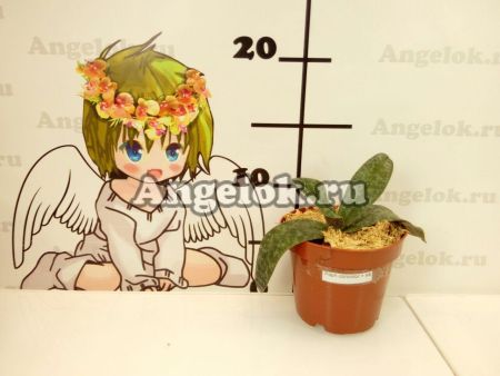 фото Пафиопедилюм (Paph.concolor × sib) от магазина магазина орхидей Ангелок