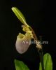 фото Пафиопедилум Пиноккио (Paphiopedilum Pinocchio) от магазина магазина орхидей Ангелок