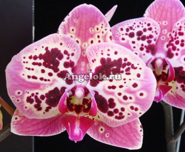 фото Фаленопсис (P.OX Africa Mask) Тайвань от магазина магазина орхидей Ангелок